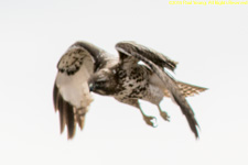 sharp-shinned hawk